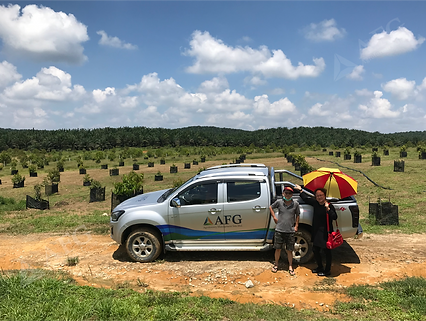 Agroforestry Group